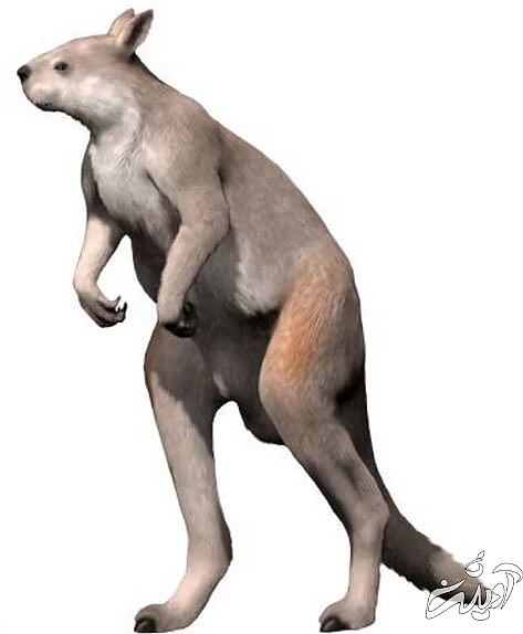 (تصویر) کانگوروها در گذشته این شکلی راه میرفتند! (تصویر) کانگوروها در گذشته این شکلی راه میرفتند!